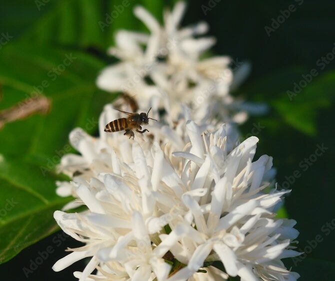 AdobeStock_1293014528_Preview